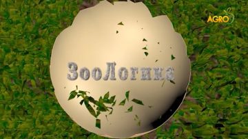 Зоологика – 27.05.2017.mp4_snapshot_00.10.440