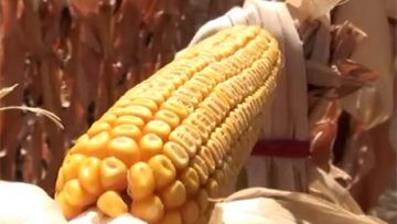 10069829corn