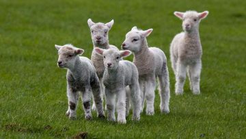 10347702Fuzzy-Little-Lamb-1