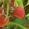 10418979rasberryes