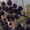 Новина плюс – Видео: Трудности пред производителите на арония, автори: М. Спасова, С. Димитрова
