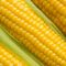 11689412corn3