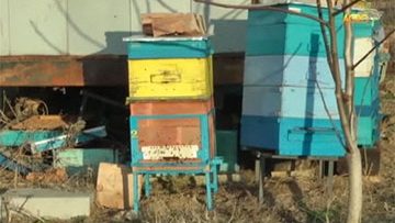11701898subsidii_pchelarstvo