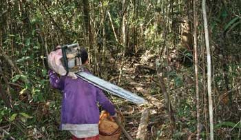 11787931illegal_logging02