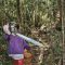 11787931illegal_logging02