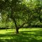 1184948wicklow-orchard