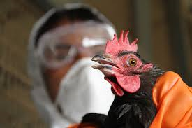 11897730birdflu