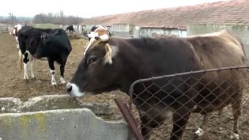 12008481govedovudstvo