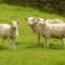 1206507417347524stanza_artist-sheep