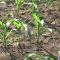 12529895corn