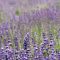 12657558lavandula