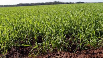 12724826wheat-field