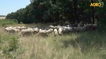 13374699zoologika_3939393