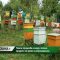 Новина плюс – видео: Повече продажби на мед и пчелни продукти по време на коронакризата, автор: Ана Минева