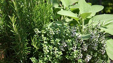 1369150SN-Herbs