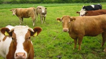 13909232cow