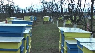 13938050пцхелари