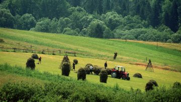 POLAND – HARVEST