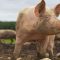 14384486skynews-pigs-russia_4570840