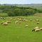 14803422sheep