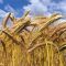 15068950Trigo-Triticum