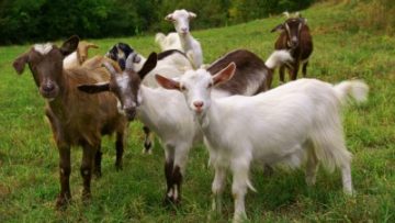 15501517goats