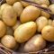 15518042potato-HERO