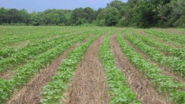 15551373notill2-e1554134856703