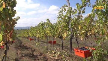 15988130agrotema_13_05_2016_web