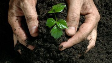 16678302fertilizer-buying-guide_17490_600x450