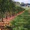17249951Apple-orchard