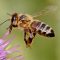 honeybees