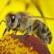 17606651bee2