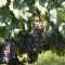Агротема: Очаква се лоша реколта от грозде във Великотърновско, автор Ана Минева