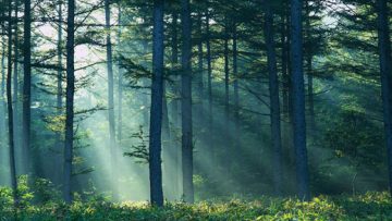 1857725615879512forest2