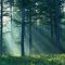 1857725615879512forest2