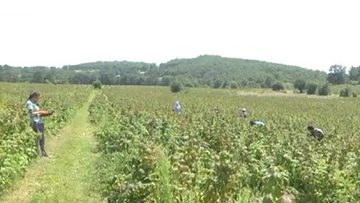 18680631agrotema
