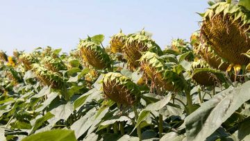 18809781sunflower333333