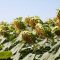 18809781sunflower333333