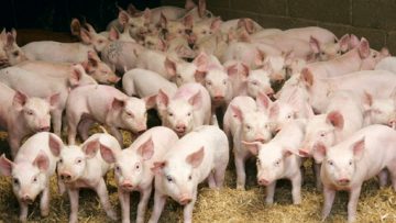 18943011pigs