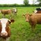 19214530cow