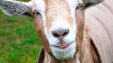 19553709goat_m_1803054a