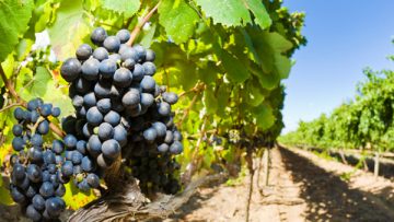 19881475wine_grapes
