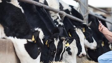 19911347veterinary-slide-cow