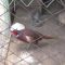 20074862zoo