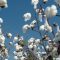20106575cotton_222