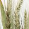 20378231wheat_kosad