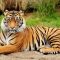 20580619Bengal_Tiger_04