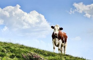20873770cow-3466106_1280