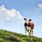 20873770cow-3466106_1280